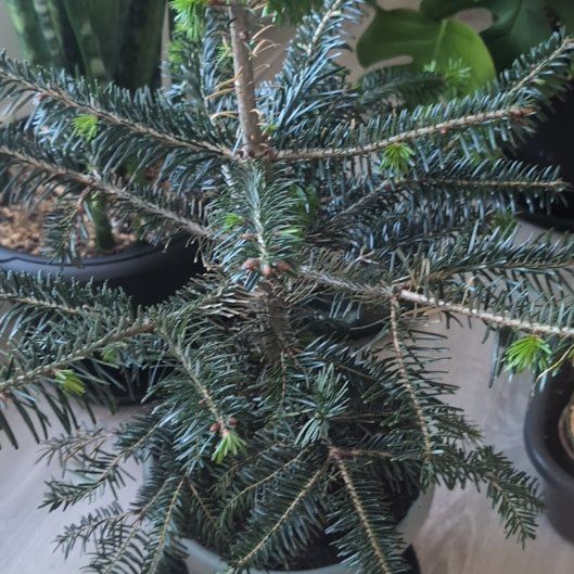 Photo of the plant species Caucasian Fir by @RadiantOkra35 named Fernie Saunders on Greg, the plant care app