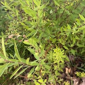 Photo of the plant species Willowleaf Meadowsweet by @ForcefulSedum named Wall-E on Greg, the plant care app