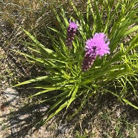 Photo of the plant species Plains Gayfeather by @ForcefulSedum named McKinley on Greg, the plant care app
