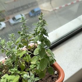 Photo of the plant species Origanum 'Zaatar' by @DeftBrakefern1 named Messi on Greg, the plant care app