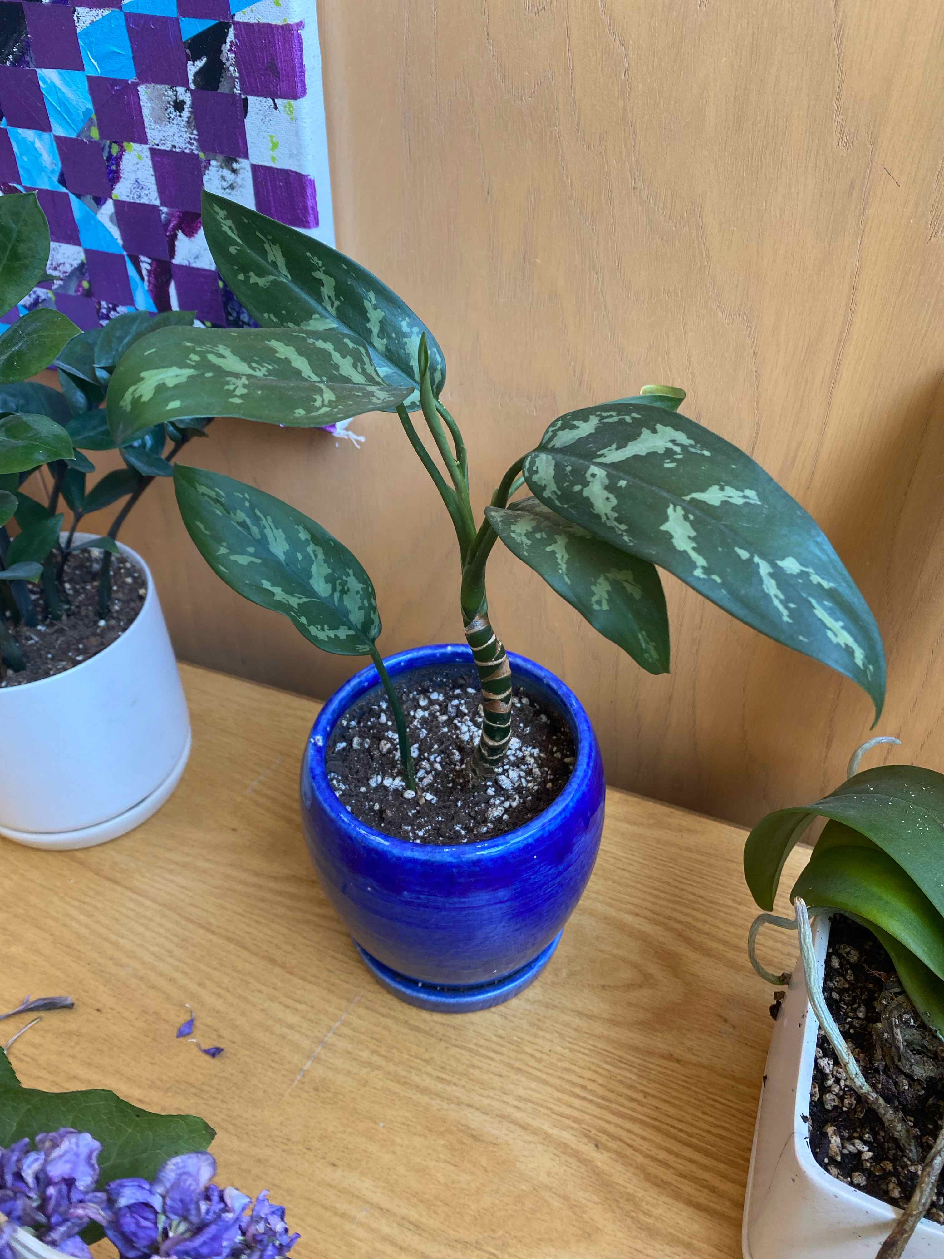 Healthy variegated Chinese Evergreen plant in blue ceramic pot, with small purple flowering plant in foreground.