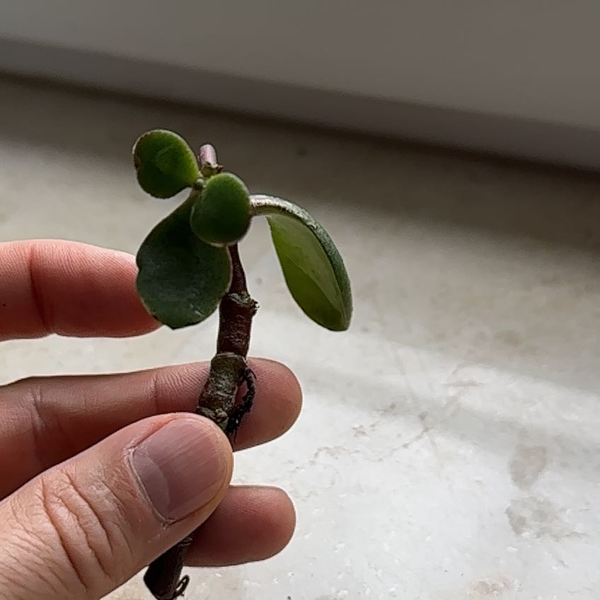 Photo of the plant species White Rata by @CosmicHemlock46 named Athena on Greg, the plant care app