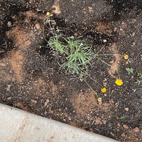 Photo of the plant species Angelita Daisy by @SaviorCorkelm48 named Sherlock on Greg, the plant care app