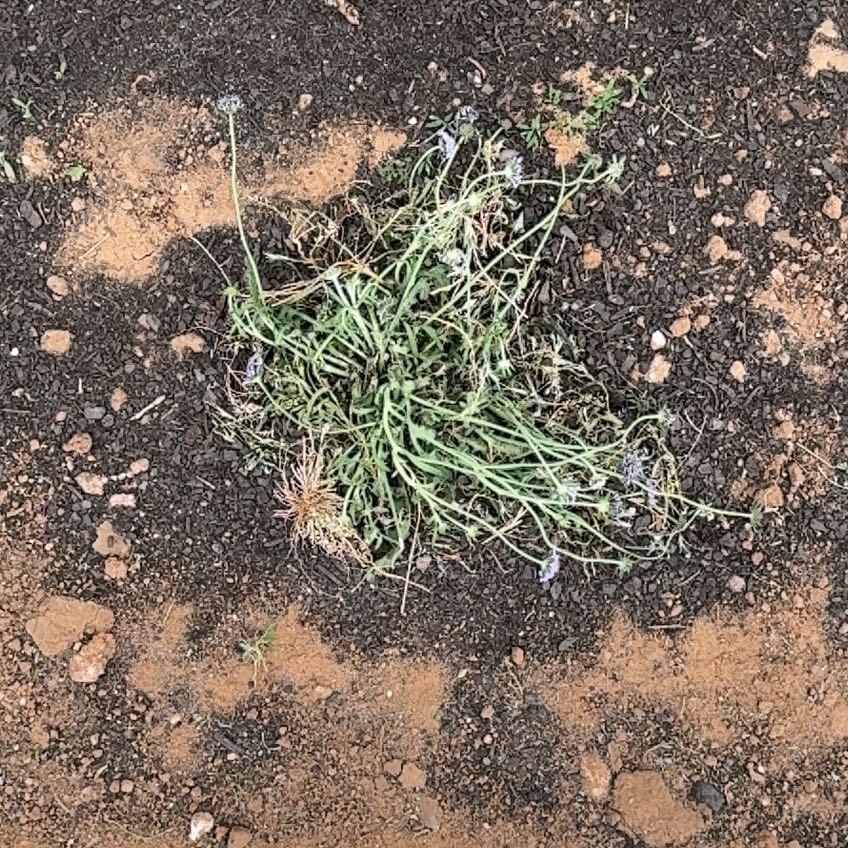 Photo of the plant species Scabiosa columbaria subsp. pseudobanatica by @SaviorCorkelm48 named Emerson on Greg, the plant care app