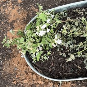Photo of the plant species verbena by @SaviorCorkelm48 named ChloroPhil on Greg, the plant care app