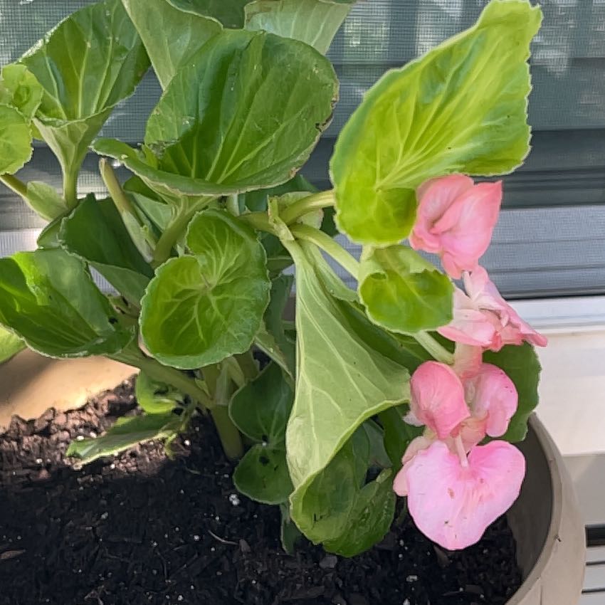 Coco