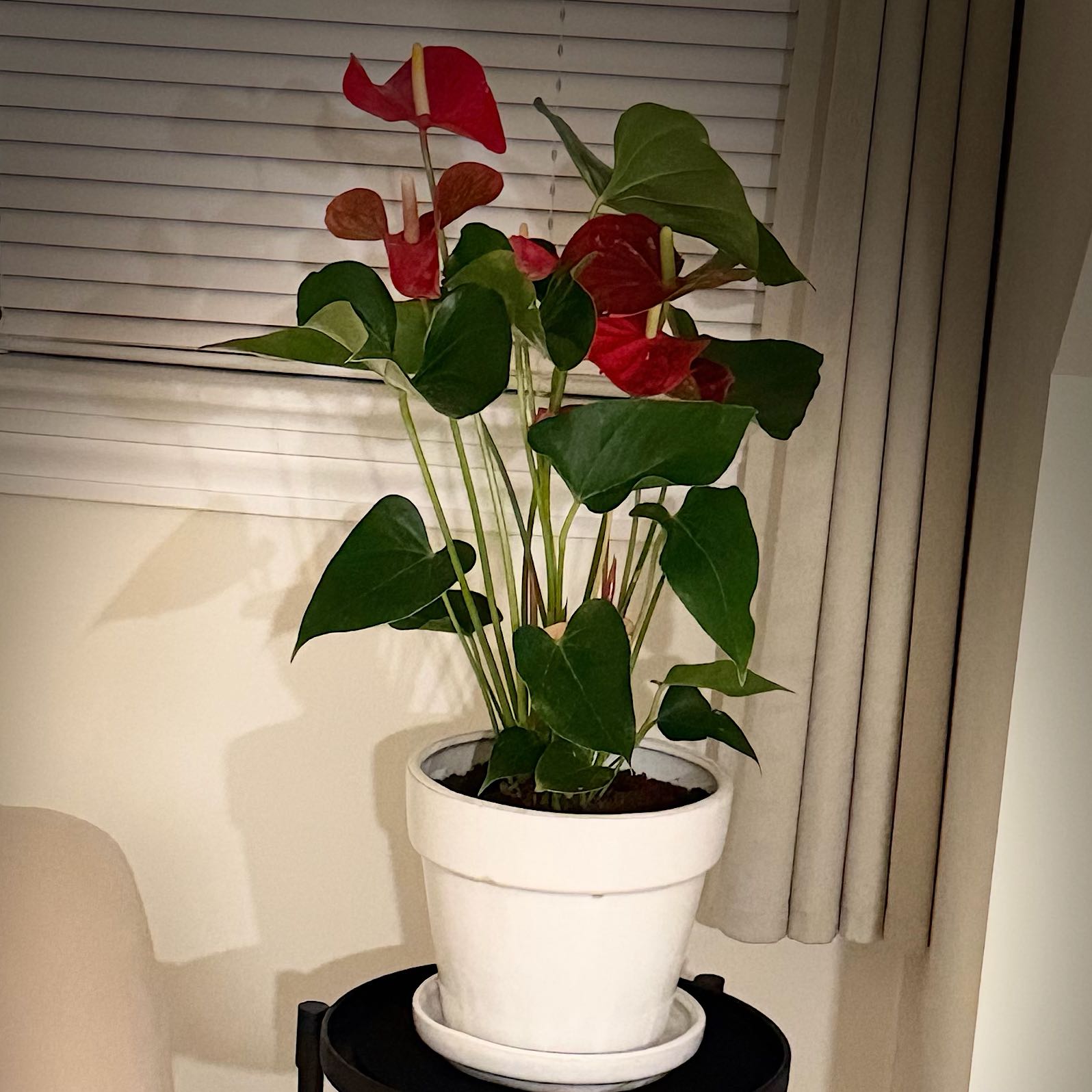 Photo of the plant species flamingo lily by @BigFicus89 named Lily on Greg, the plant care app