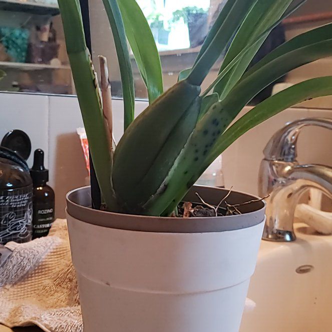 Photo of the plant species Chocolate Orchid by @LordPeony44 named LiloStitch on Greg, the plant care app