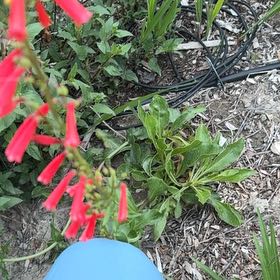 Photo of the plant species Eaton's Penstemon by @HelperRedhill47 named Zeus on Greg, the plant care app