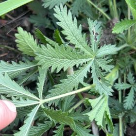 Photo of the plant species Sulphur Cinquefoil by @UprightPigfern7 named Kobe on Greg, the plant care app