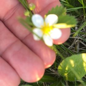 Photo of the plant species Meadow Saxifrage by @UprightPigfern7 named Huckleberry Fern on Greg, the plant care app