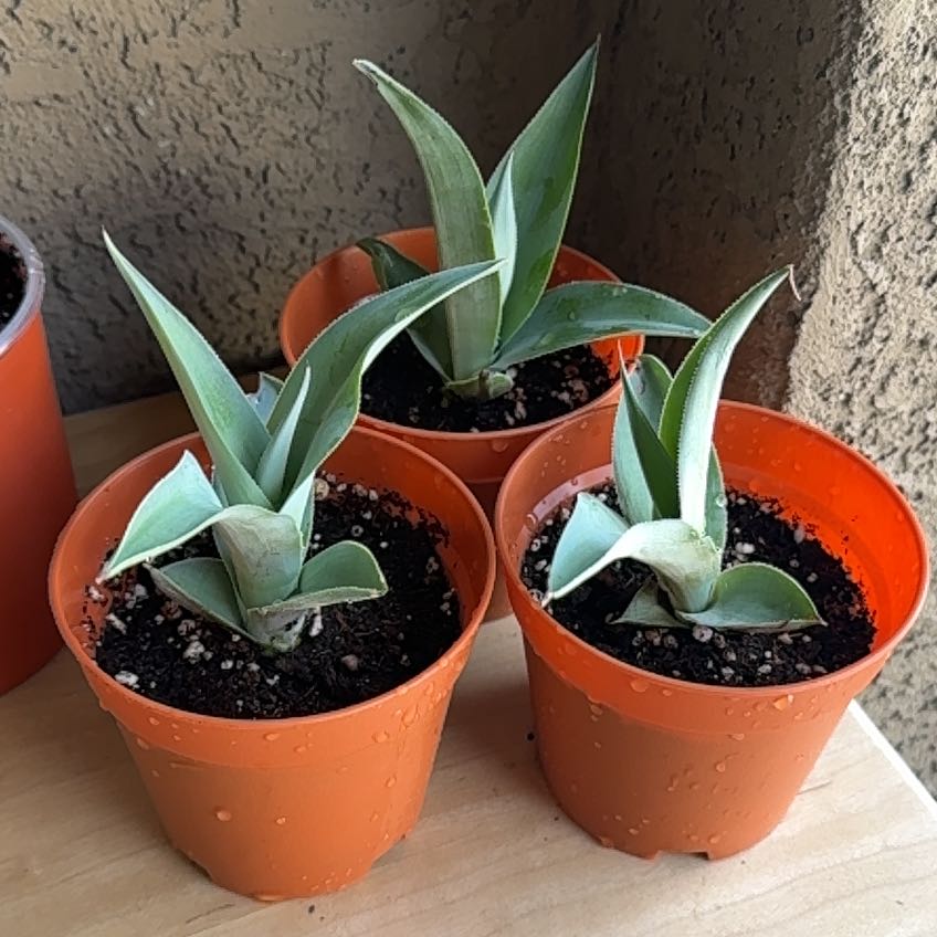 Photo of the plant species Octopus Agave by @anniebananie named Huey, Dewey, & Louie on Greg, the plant care app