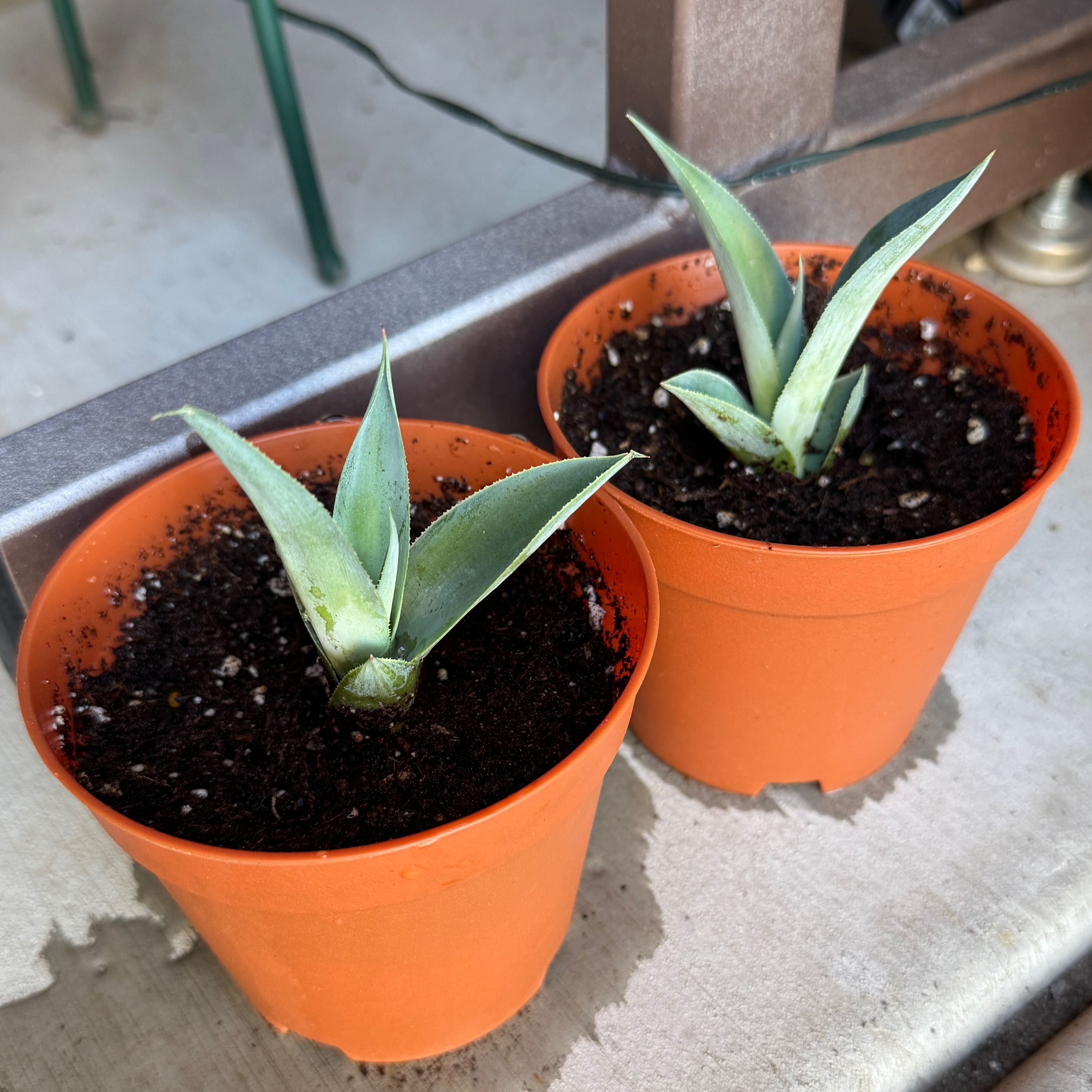 Photo of the plant species Octopus Agave by @anniebananie named Bert + Ernie on Greg, the plant care app