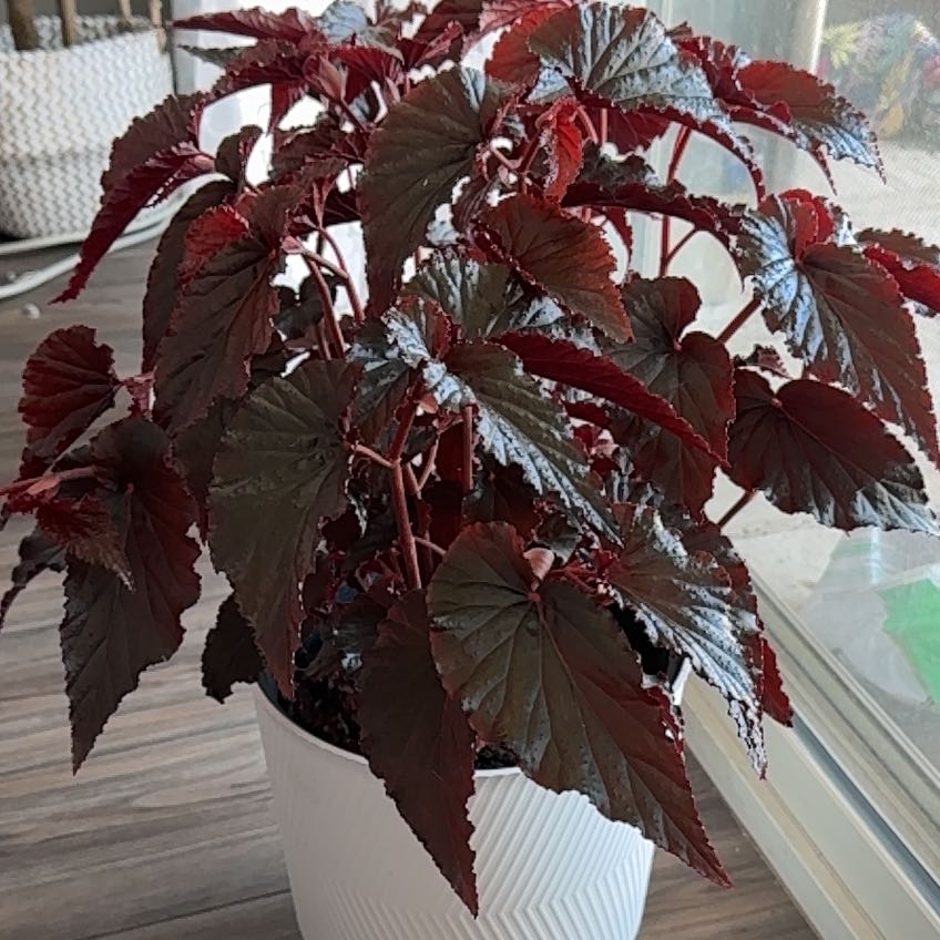 Photo of the plant species Black Magic by @anniebananie named Biggie Smalls on Greg, the plant care app