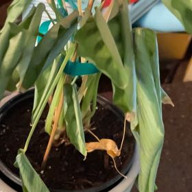 Photo of the plant species Calathea Leopardina by @QuickMullein44 named Stella on Greg, the plant care app