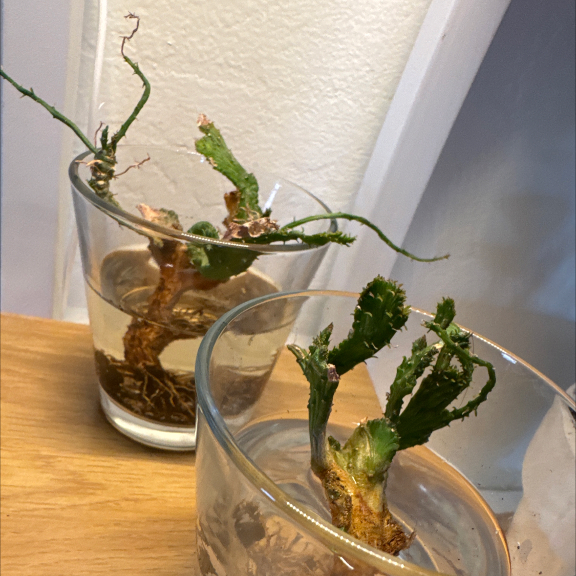 Spike Leaves