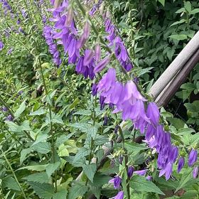 Photo of the plant species Rampion Bellflower by @KnowingAgboy45 named Drake on Greg, the plant care app