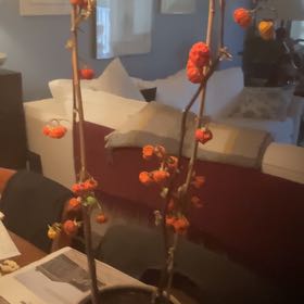 Photo of the plant species Asian Bittersweet by @AwesomeNiaouli named Lola on Greg, the plant care app