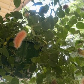 Photo of the plant species Caper Bush by @SirLuckynut75 named Luna on Greg, the plant care app