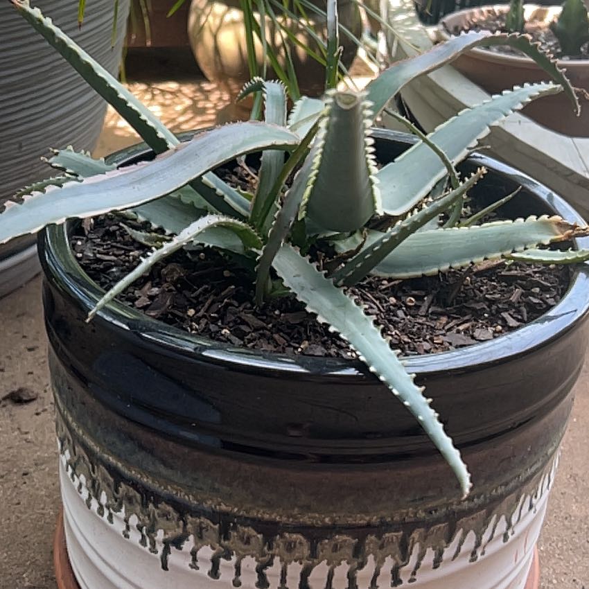Photo of the plant species Aloe 'Coral Fire' by @WittyOlneya45 named Winston on Greg, the plant care app