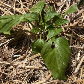 Photo of the plant species Coolapeno by @WittyOlneya45 named Plato on Greg, the plant care app