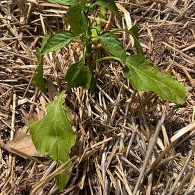 Photo of the plant species Lunchbox Yellow Pepper by @WittyOlneya45 named Madonna on Greg, the plant care app