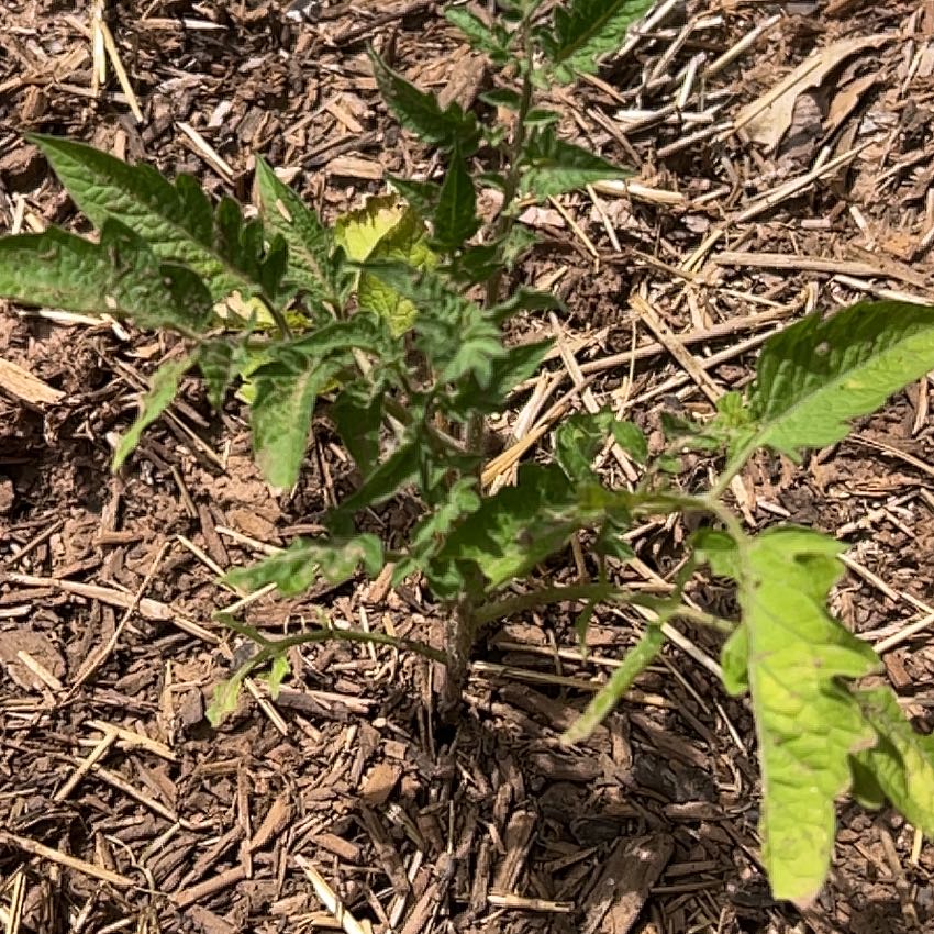 Photo of the plant species Roma Tomato by @WittyOlneya45 named Leonardo on Greg, the plant care app