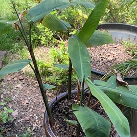 Photo of the plant species Hanging Lobster Claw by @WittyOlneya45 named Lavender on Greg, the plant care app