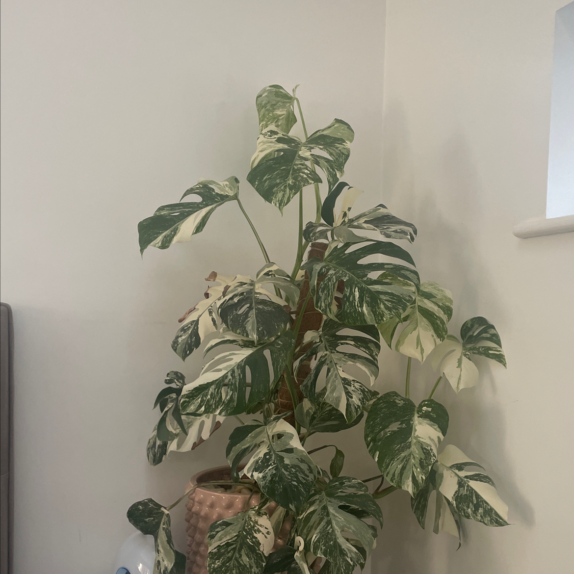 Variegated Monstera plant with white and green leaves in a pot indoors.