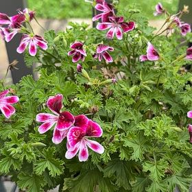 Plant care for Julie S Velvet Geranium on Greg, the plant care app