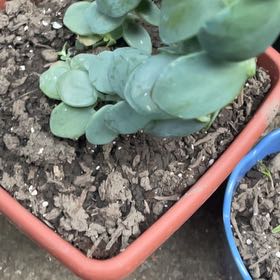Photo of the plant species Echeveria 'Grey Red' by @KeyBalsamfir44 named Queen on Greg, the plant care app
