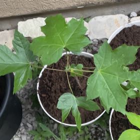 Photo of the plant species Maple Tree by @KeyBalsamfir44 named Foxxy on Greg, the plant care app