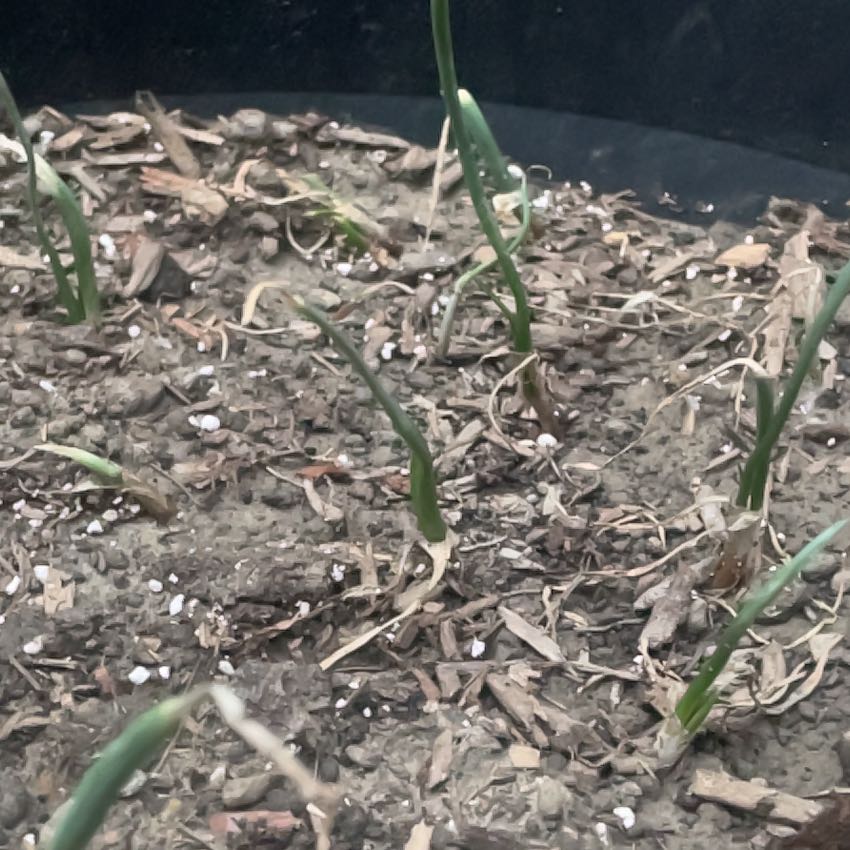 Photo of the plant species Candy Onion by @KeyBalsamfir44 named Einstein on Greg, the plant care app