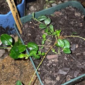 Photo of the plant species Periwinkle by @KeyBalsamfir44 named Doja Cat on Greg, the plant care app