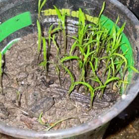 Photo of the plant species Carrot 'Mf' by @KeyBalsamfir44 named Bieber on Greg, the plant care app