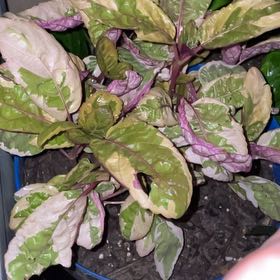 Photo of the plant species Belgian Waffle by @KeyBalsamfir44 named Emerson on Greg, the plant care app