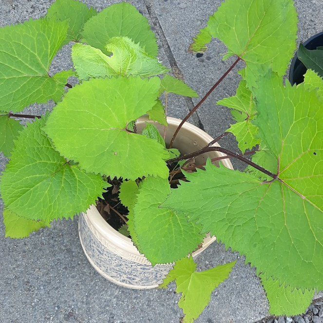 Photo of the plant species Ligularia by @SirWaxivy11 named Lola on Greg, the plant care app