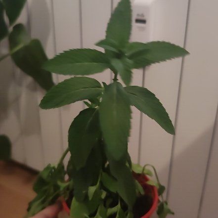 Photo of the plant species Japanese Mint by @FunEmerald6 named Rosa on Greg, the plant care app