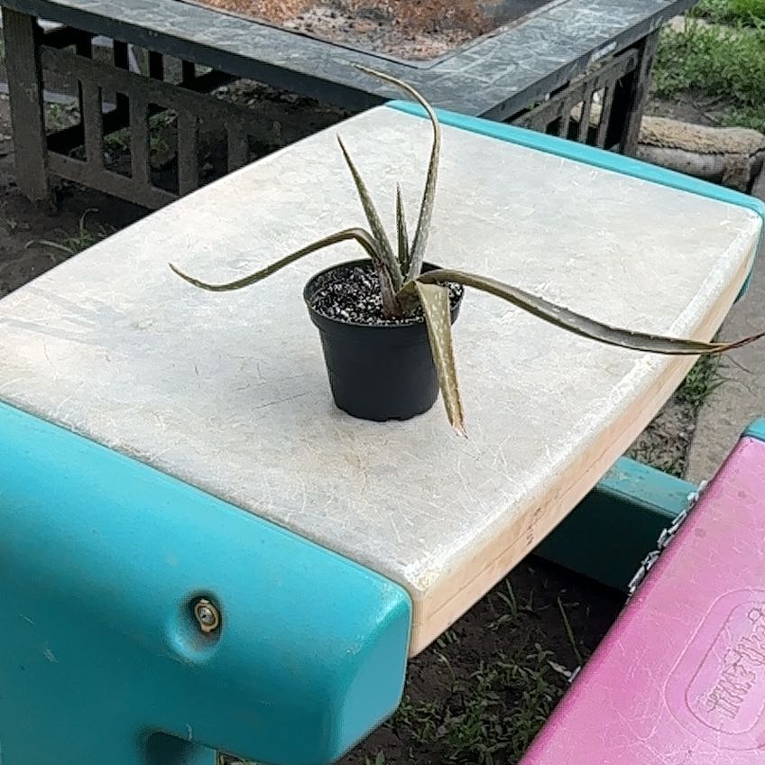 Photo of the plant species April Fool by @FastTievine75 named Achilles on Greg, the plant care app