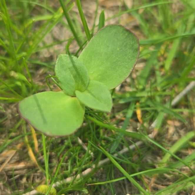 Photo of the plant species American Liverleaf by @WinNoblefir60 named Tree Diddy on Greg, the plant care app