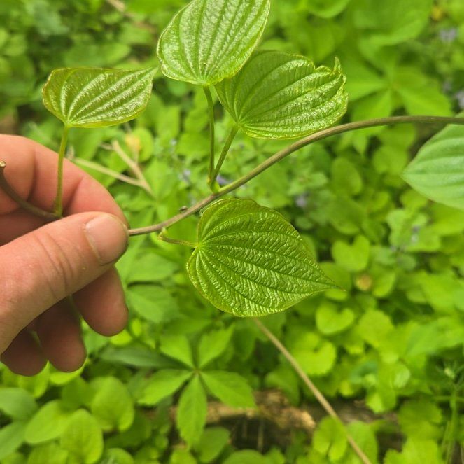 Photo of the plant species Wild Yam by @WinNoblefir60 named Beyonce on Greg, the plant care app