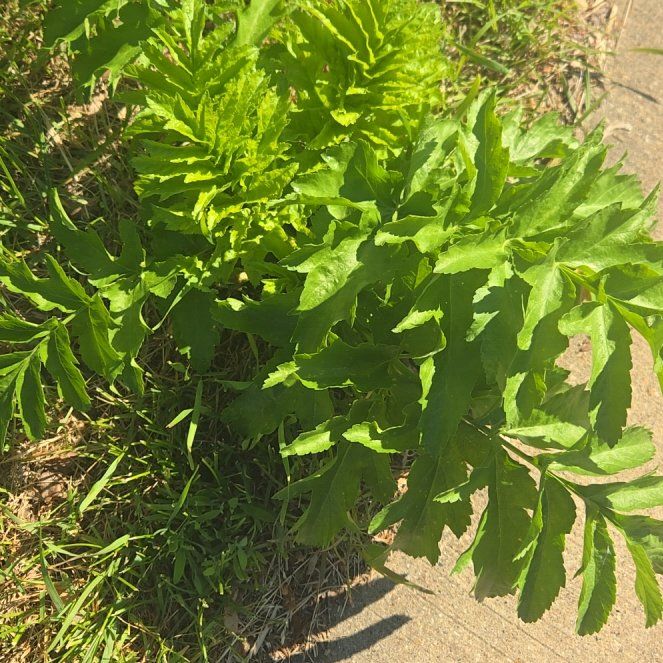 Photo of the plant species Wild Parsnip by @WinNoblefir60 named Lebron on Greg, the plant care app