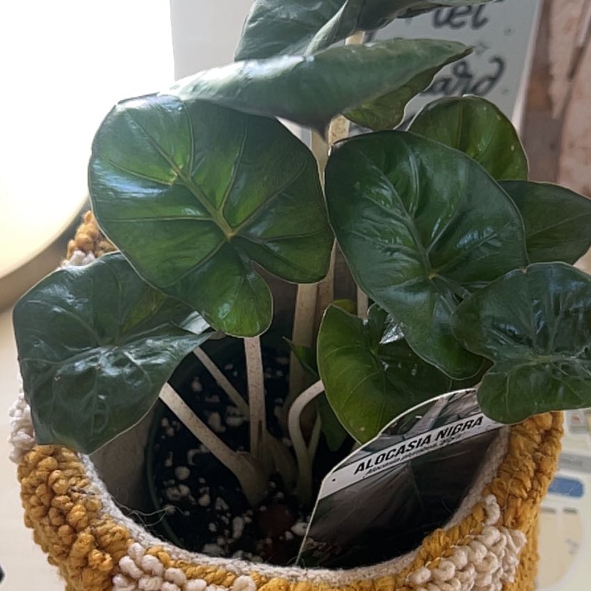 Photo of the plant species Nairobi Nights by @SubtleHeather56 named Winston on Greg, the plant care app
