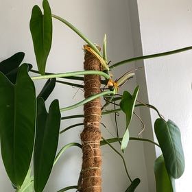 Photo of the plant species Philodendron Tuxtlanum by @SensitiveRimu59 named Lavender on Greg, the plant care app