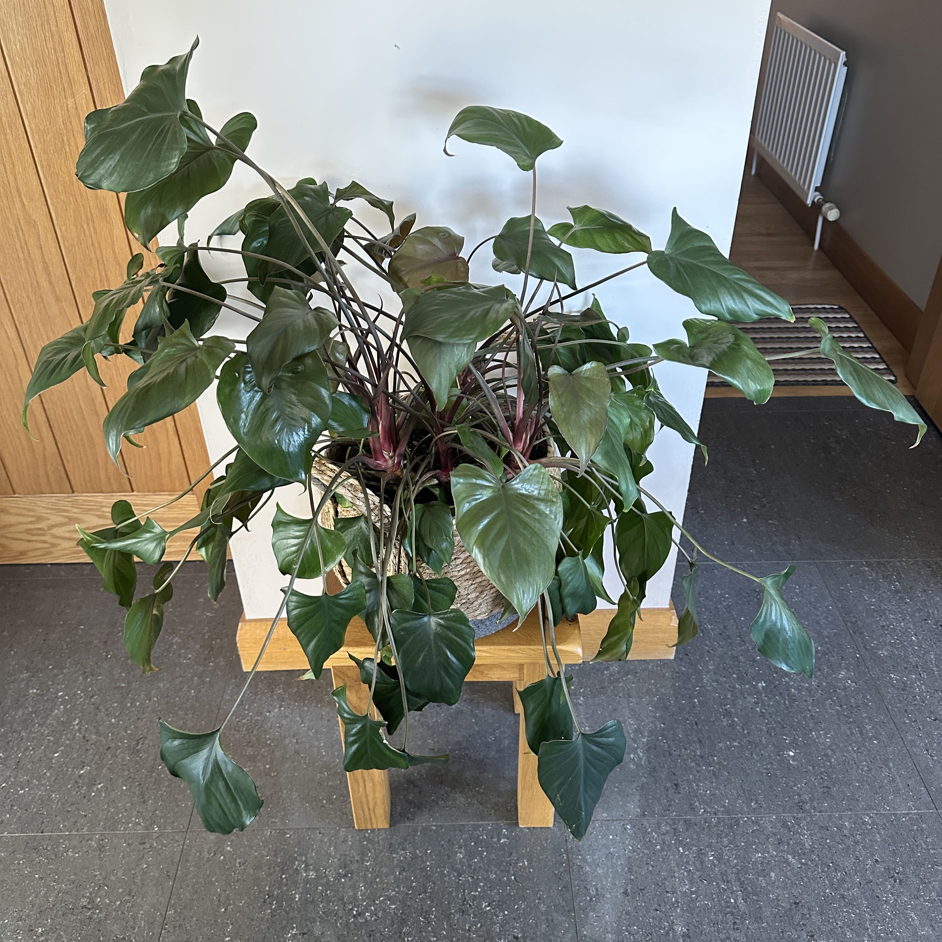Photo of the plant species Homalomena 'Red Arrowhead' by @tadlovesplants named Homalomena on Greg, the plant care app