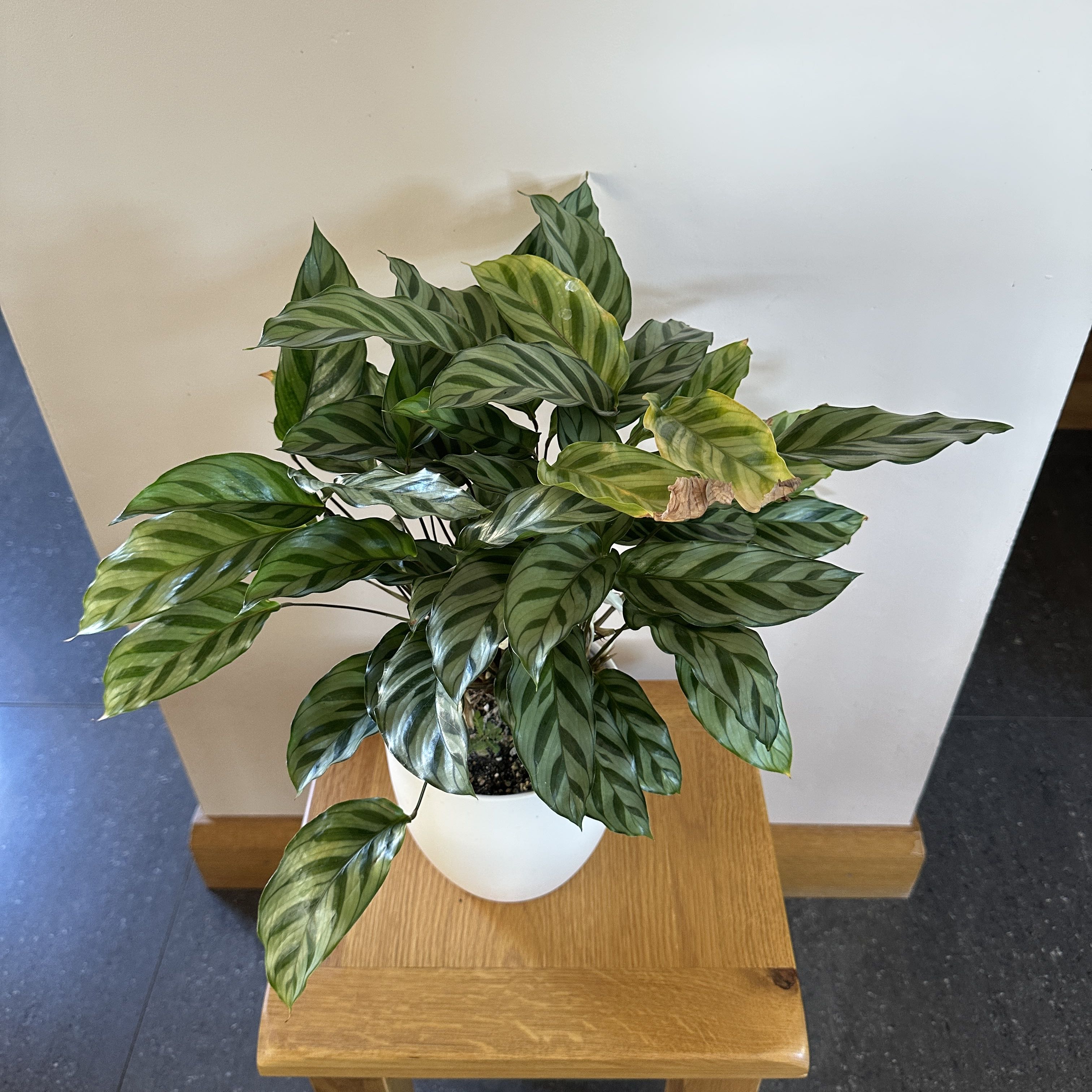 Photo of the plant species Calathea 'Zebra Plant' by @tadlovesplants named Freddie on Greg, the plant care app