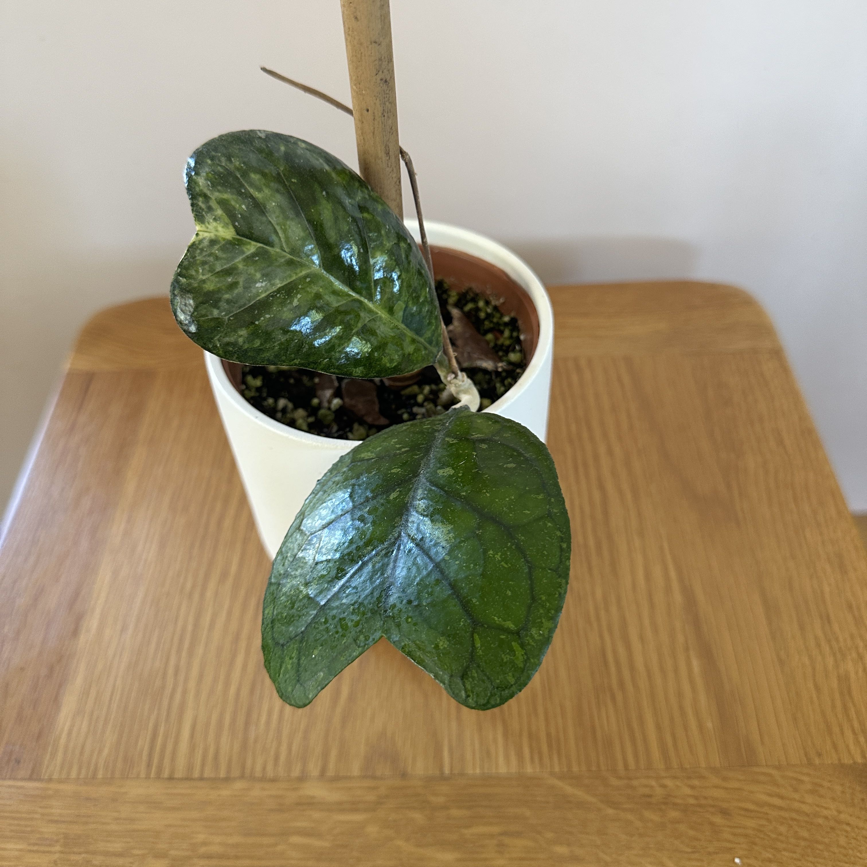 Photo of the plant species Hoya Deykeae by @tadlovesplants named Hoya Deykeae on Greg, the plant care app