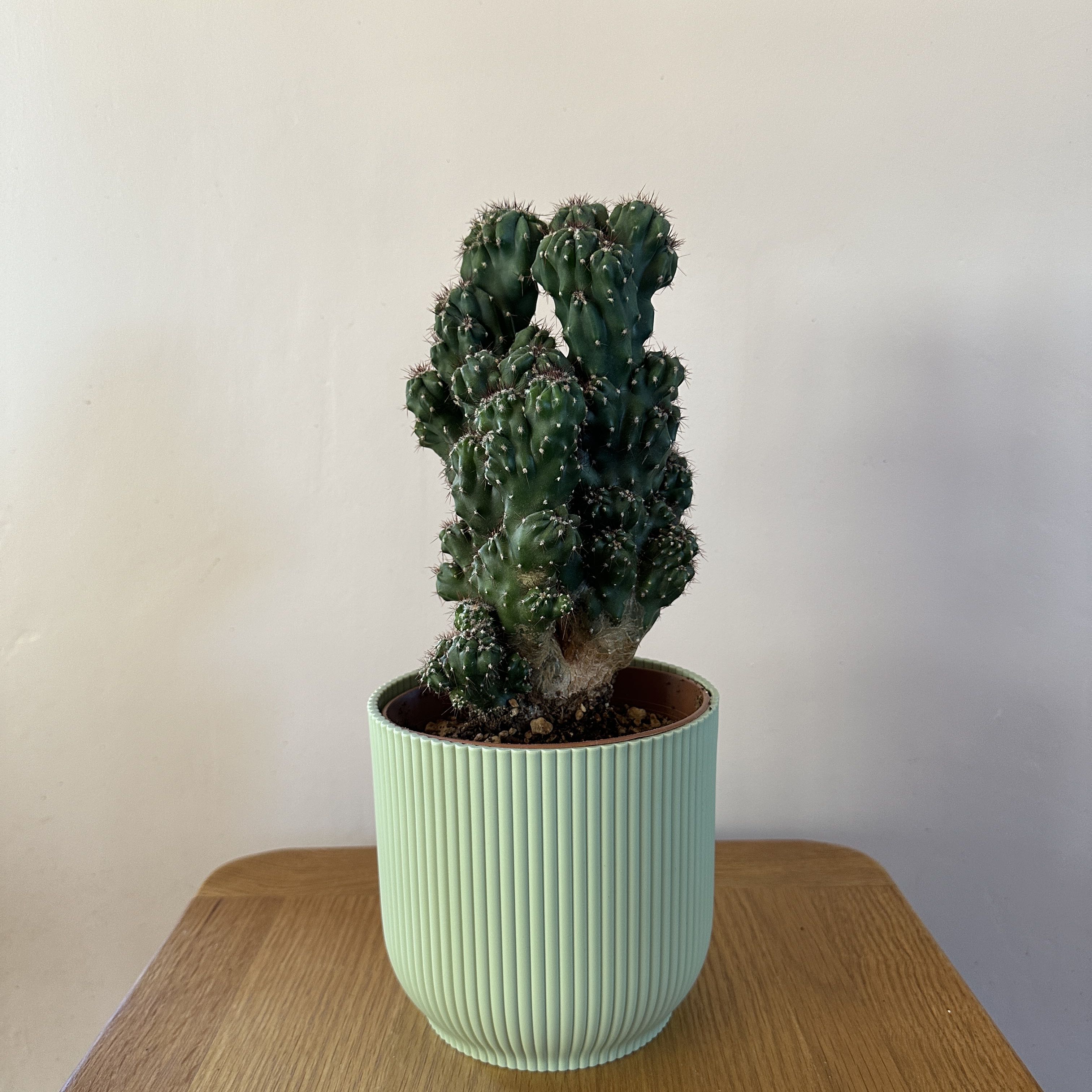 Photo of the plant species Peruvian Apple Cactus Monstrose by @tadlovesplants named Mathilda on Greg, the plant care app