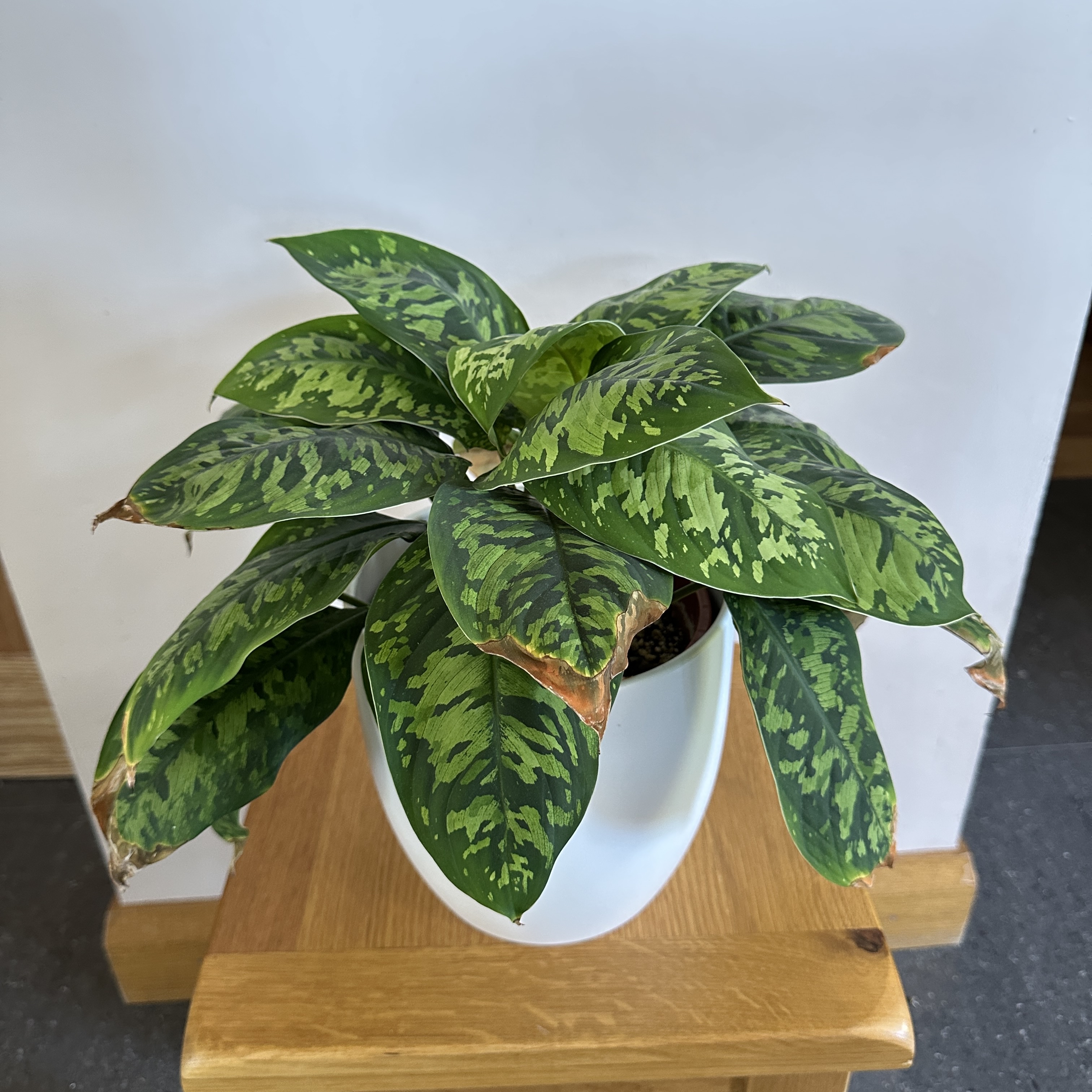 Photo of the plant species King of Hearts by @tadlovesplants named Adelonema Wallisii on Greg, the plant care app