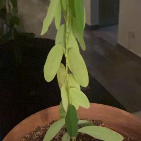 Photo of the plant species Dancing Plant by @FirstAtom22 named Ore on Greg, the plant care app